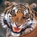 Go Tigers!